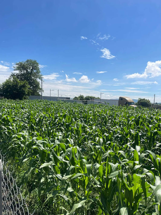 Terreno en Venta | Copapayo, Armenia