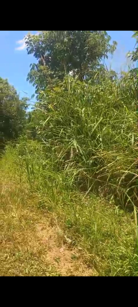 40 Manzanas de Tierra Blanca en Venta en Ciudad Arce – Amplia Propiedad con 3 Entradas de Acceso