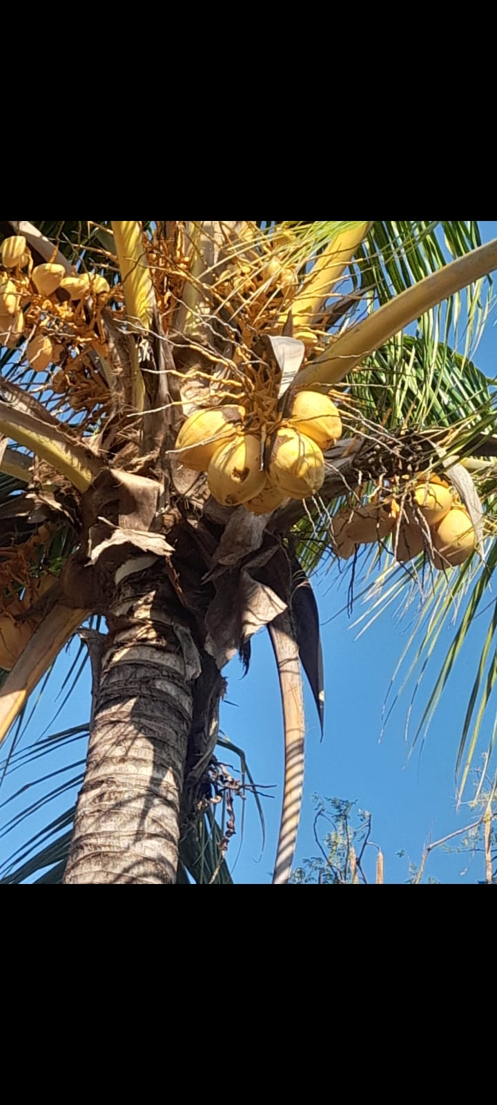 Terreno de 2.5 Manzanas en Venta en Coatepeque con 140 Árboles de Aguacate