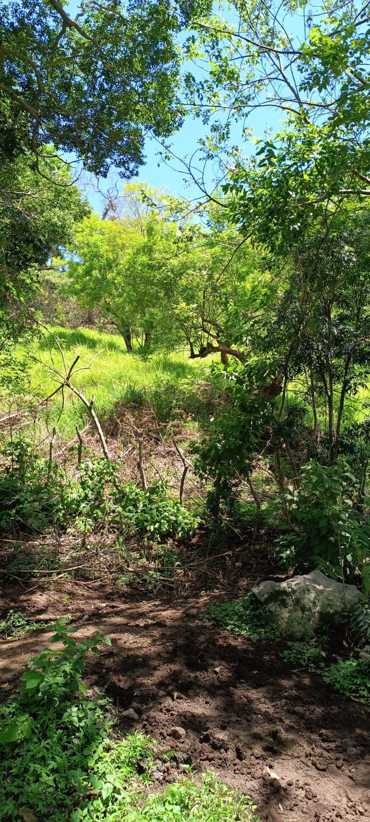 ¡Oportunidad Única de Inversión en Texistepeque, Santa Ana! 150 Manzanas con Agua, Acceso Pavimentado y Gran Potencial