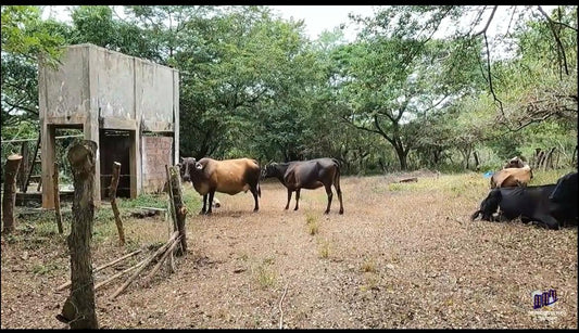 Finca Productiva en Venta | Zona del Volcán de Santa Ana