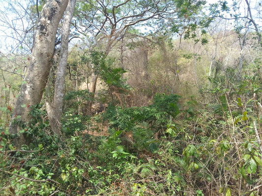 Terreno en Venta – 3.75 Manzanas en Chiltiupán, La Libertad
