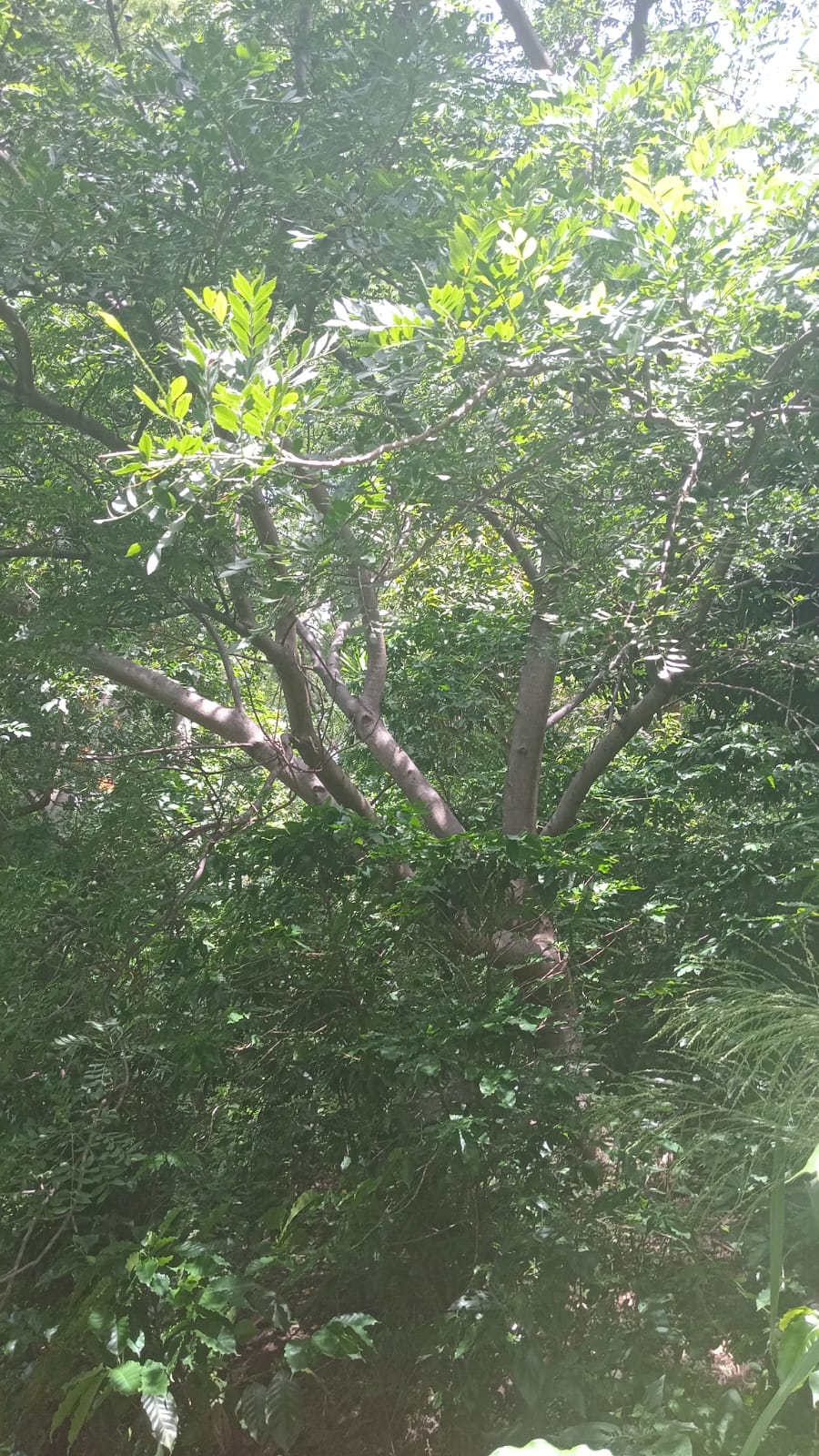 Terreno en Venta con Vista al Lago de Coatepeque | Santa Ana
