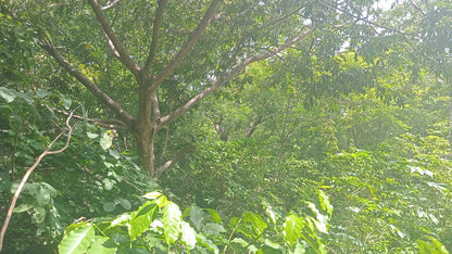 Terreno en Venta con Vista al Lago de Coatepeque | Santa Ana