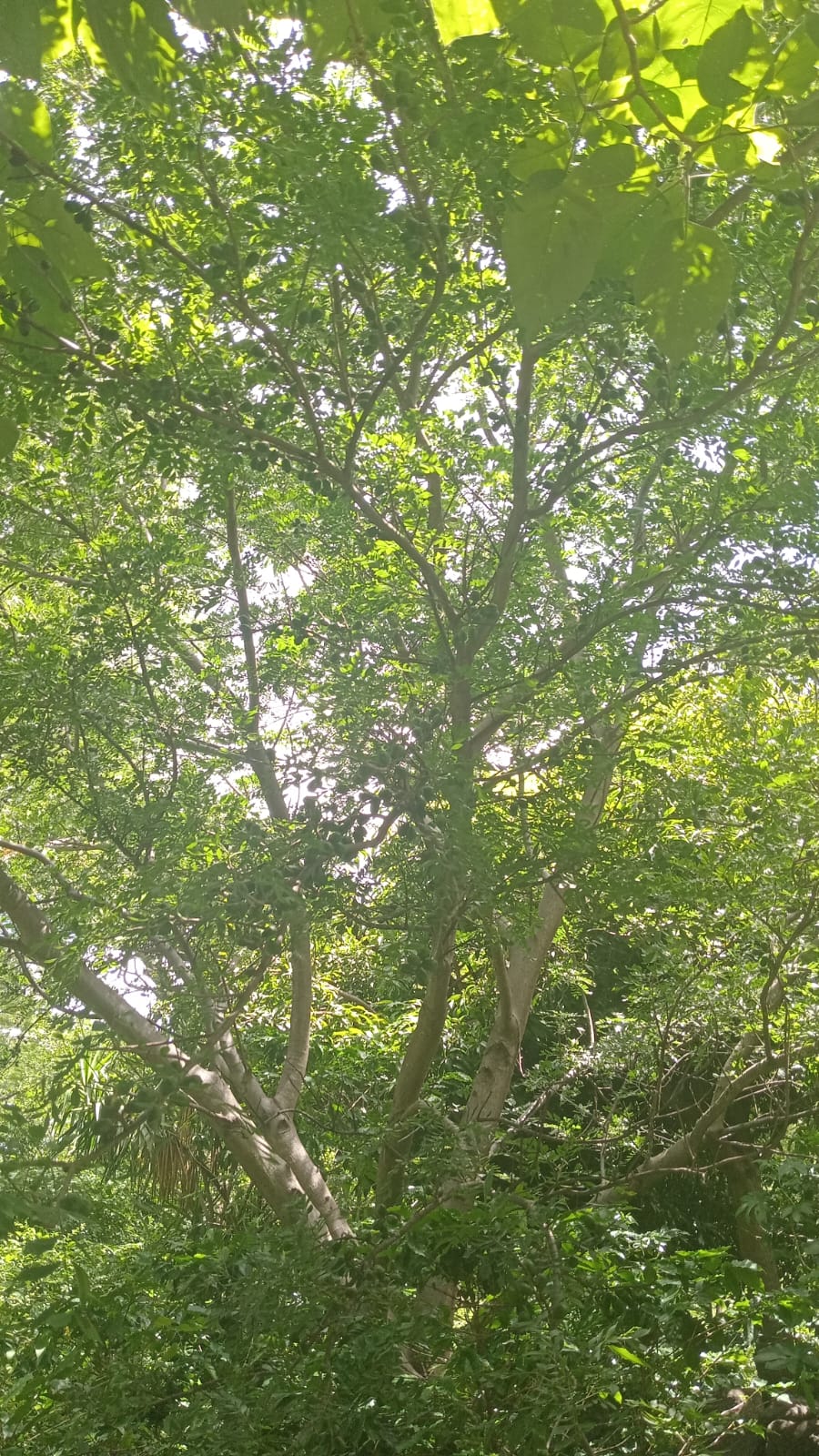 Terreno en Venta con Vista al Lago de Coatepeque | Santa Ana
