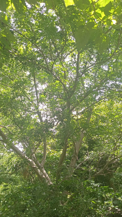 Terreno en Venta con Vista al Lago de Coatepeque | Santa Ana