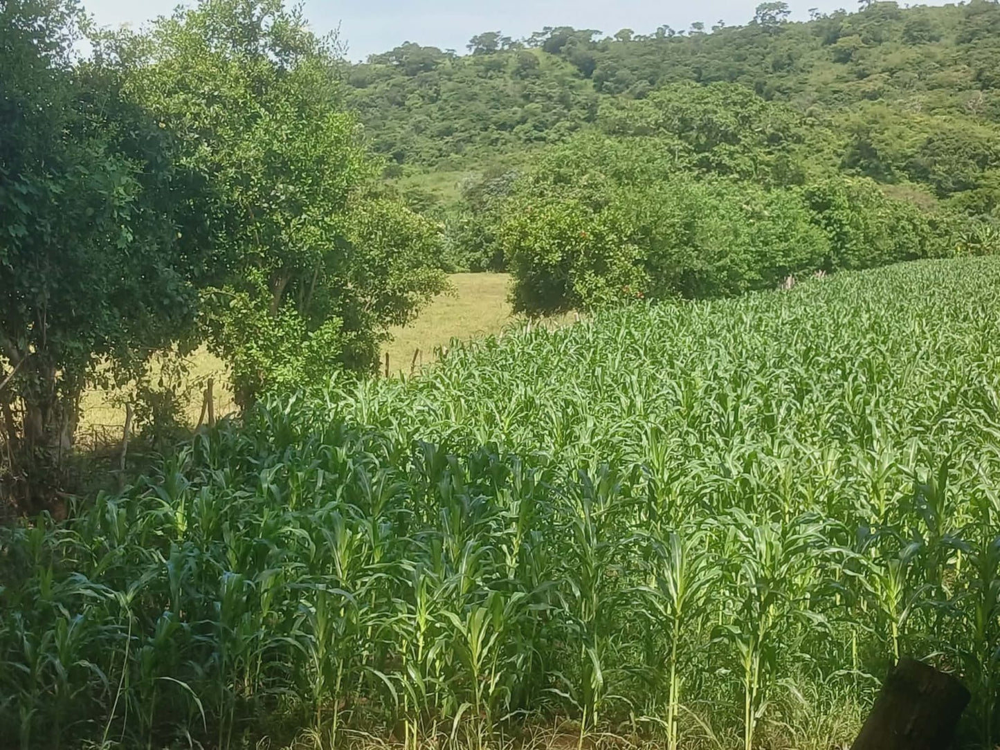 1350 Manzanas en Venta en Usulután – Tierra con Agua y Alto Potencial de Desarrollo