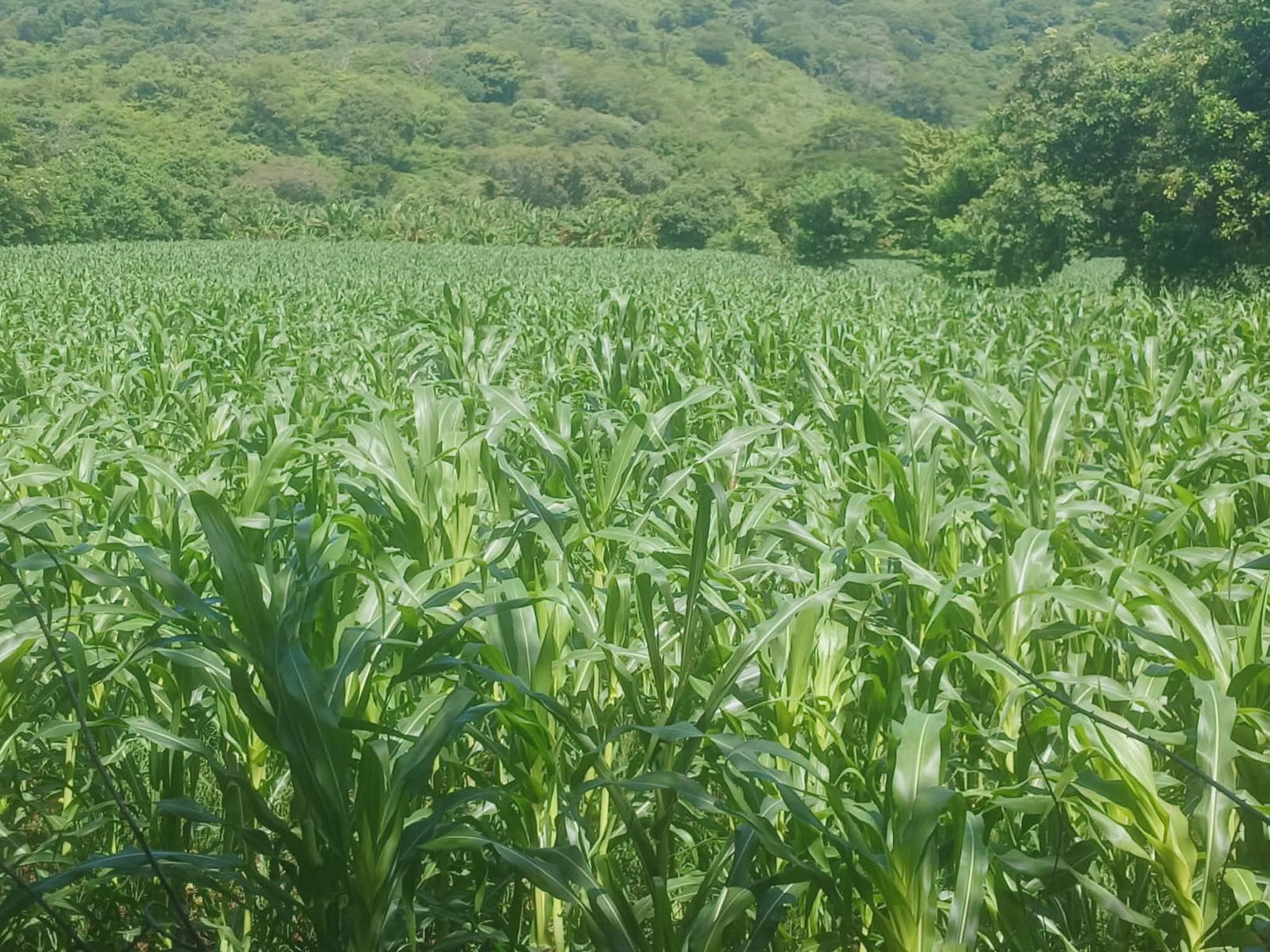 1350 Manzanas en Venta en Usulután – Tierra con Agua y Alto Potencial de Desarrollo