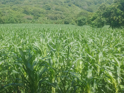 1350 Manzanas en Venta en Usulután – Tierra con Agua y Alto Potencial de Desarrollo