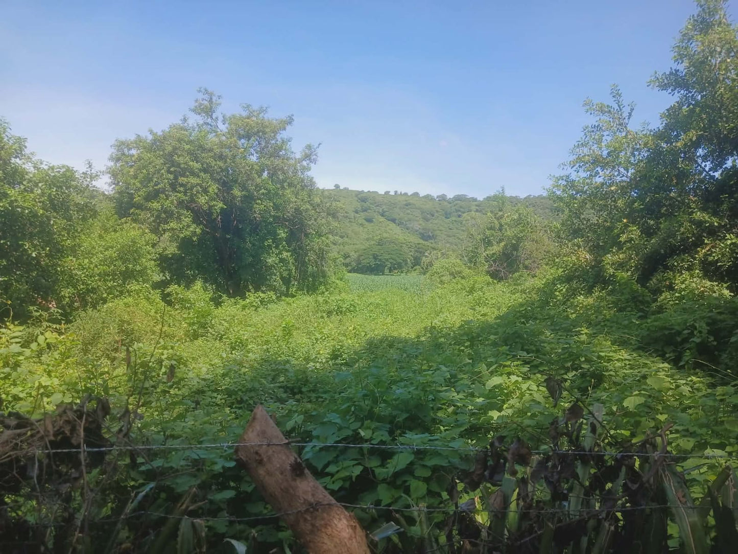 1350 Manzanas en Venta en Usulután – Tierra con Agua y Alto Potencial de Desarrollo