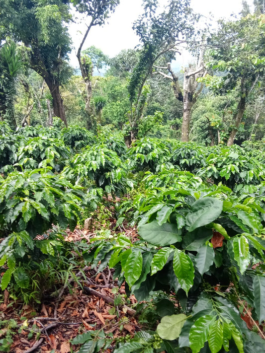 Finca Productiva de 150 Manzanas en Venta | A 3 km de Ataco | Agua Permanente y Cultivos Establecidos
