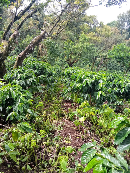 Finca Productiva de 150 Manzanas en Venta | A 3 km de Ataco | Agua Permanente y Cultivos Establecidos