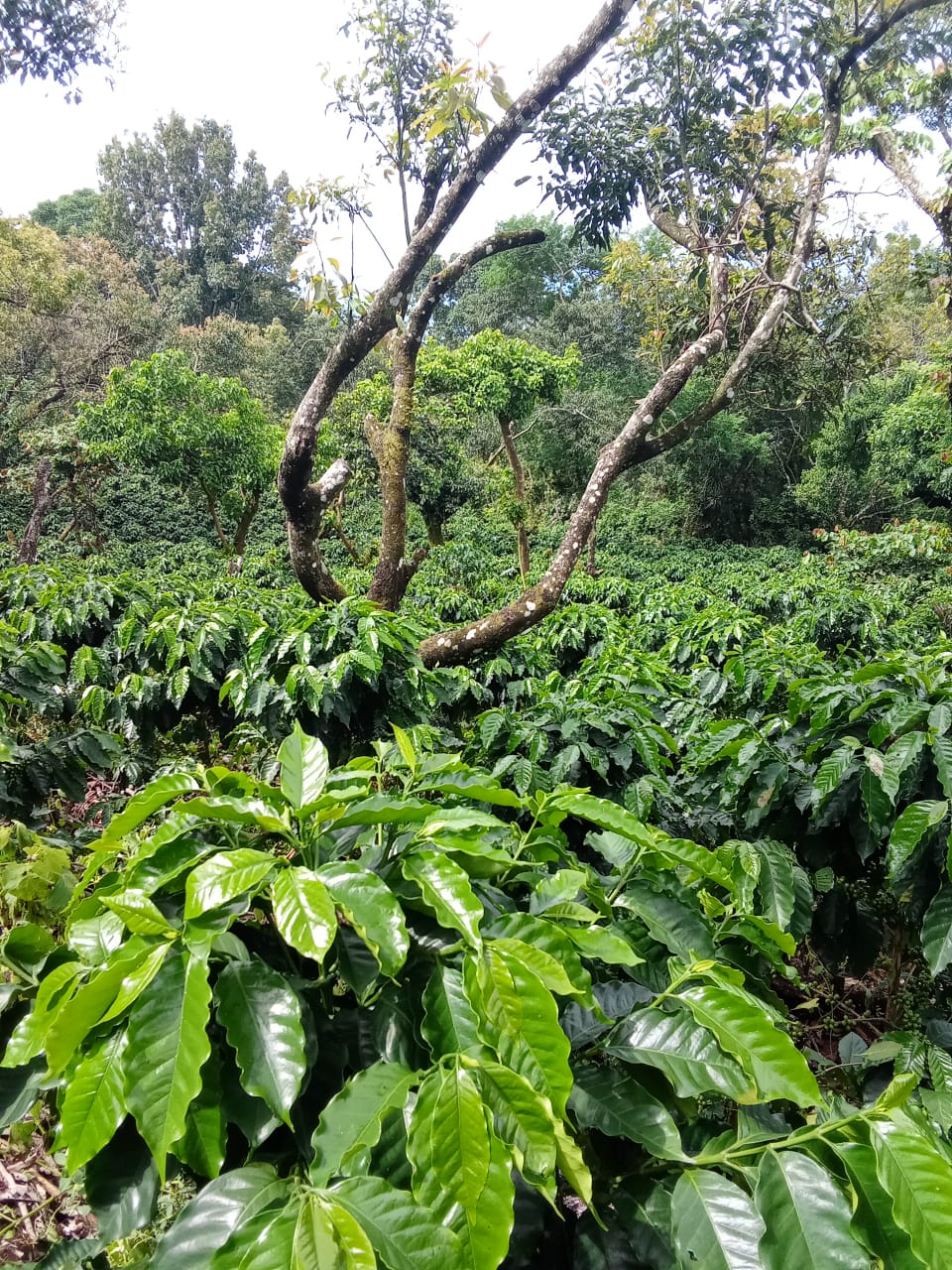 Finca Productiva de 150 Manzanas en Venta | A 3 km de Ataco | Agua Permanente y Cultivos Establecidos