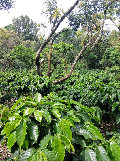 Finca Productiva de 150 Manzanas en Venta | A 3 km de Ataco | Agua Permanente y Cultivos Establecidos