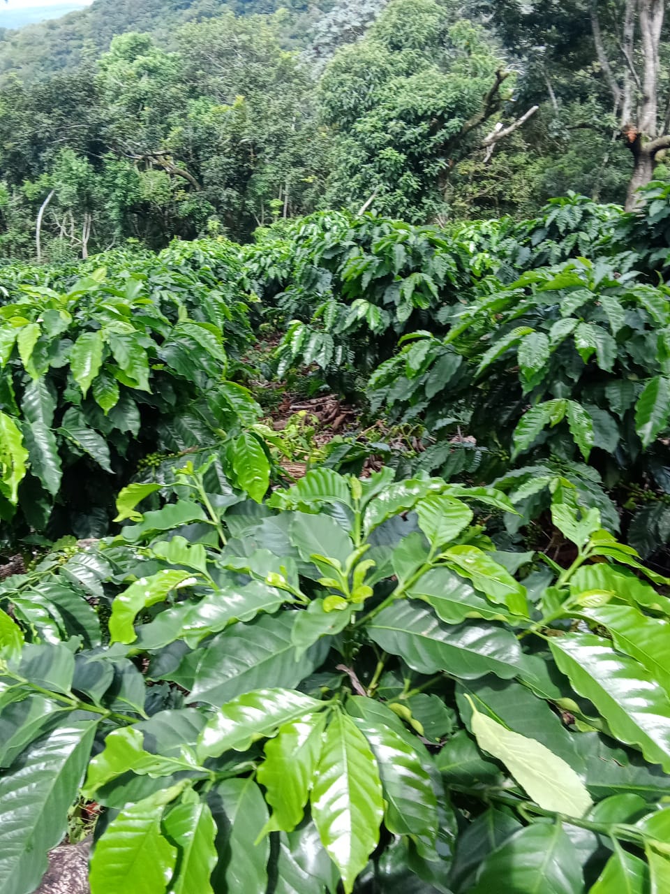 Finca Productiva de 150 Manzanas en Venta | A 3 km de Ataco | Agua Permanente y Cultivos Establecidos