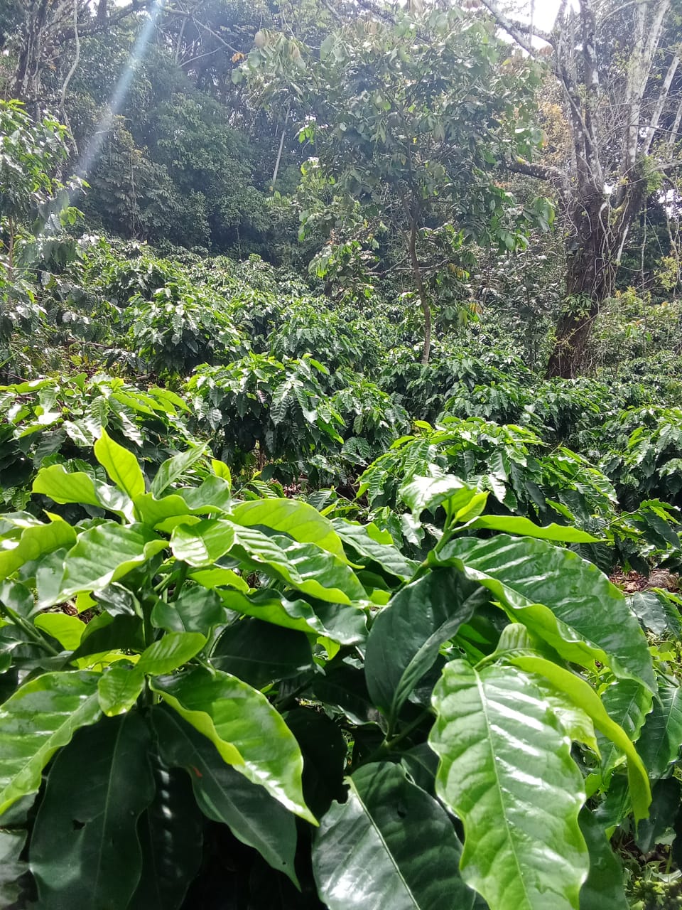 Finca Productiva de 150 Manzanas en Venta | A 3 km de Ataco | Agua Permanente y Cultivos Establecidos