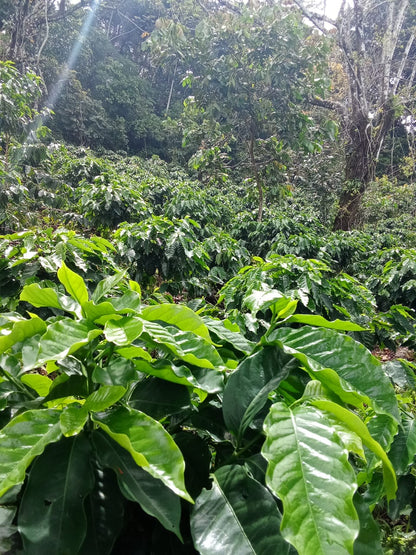 Finca Productiva de 150 Manzanas en Venta | A 3 km de Ataco | Agua Permanente y Cultivos Establecidos