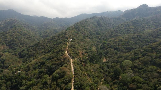 Finca de 150 Manzanas de Café de Estricta Altura en Tacuba, Ahuachapán