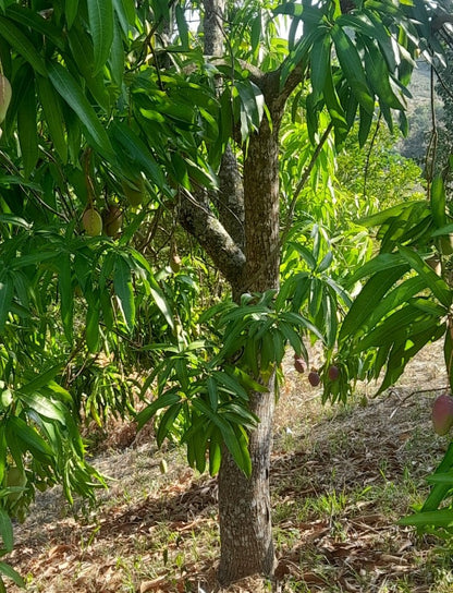 Terreno de 2.5 Manzanas en Venta en Coatepeque con 140 Árboles de Aguacate