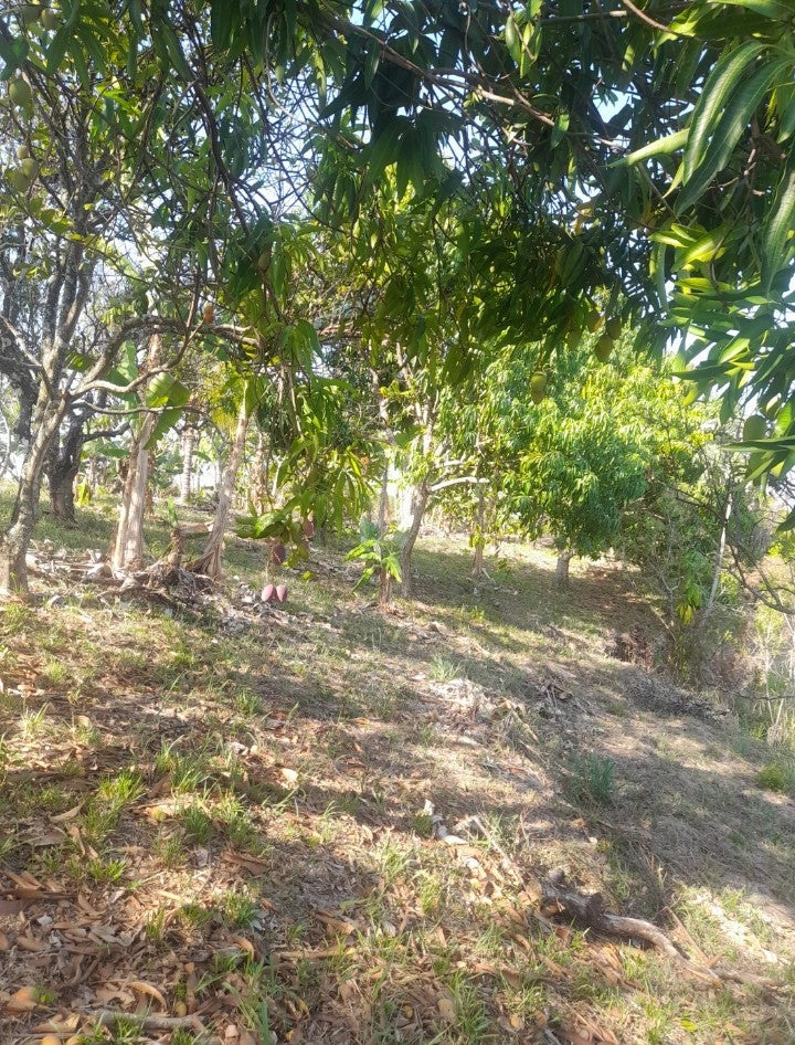 Terreno de 2.5 Manzanas en Venta en Coatepeque con 140 Árboles de Aguacate