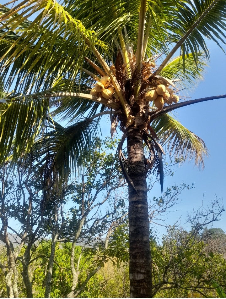 Terreno de 2.5 Manzanas en Venta en Coatepeque con 140 Árboles de Aguacate