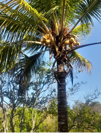 Terreno de 2.5 Manzanas en Venta en Coatepeque con 140 Árboles de Aguacate
