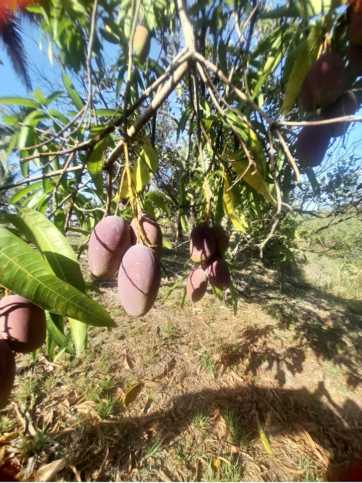 Terreno de 2.5 Manzanas en Venta en Coatepeque con 140 Árboles de Aguacate