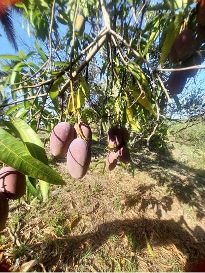 Terreno de 2.5 Manzanas en Venta en Coatepeque con 140 Árboles de Aguacate