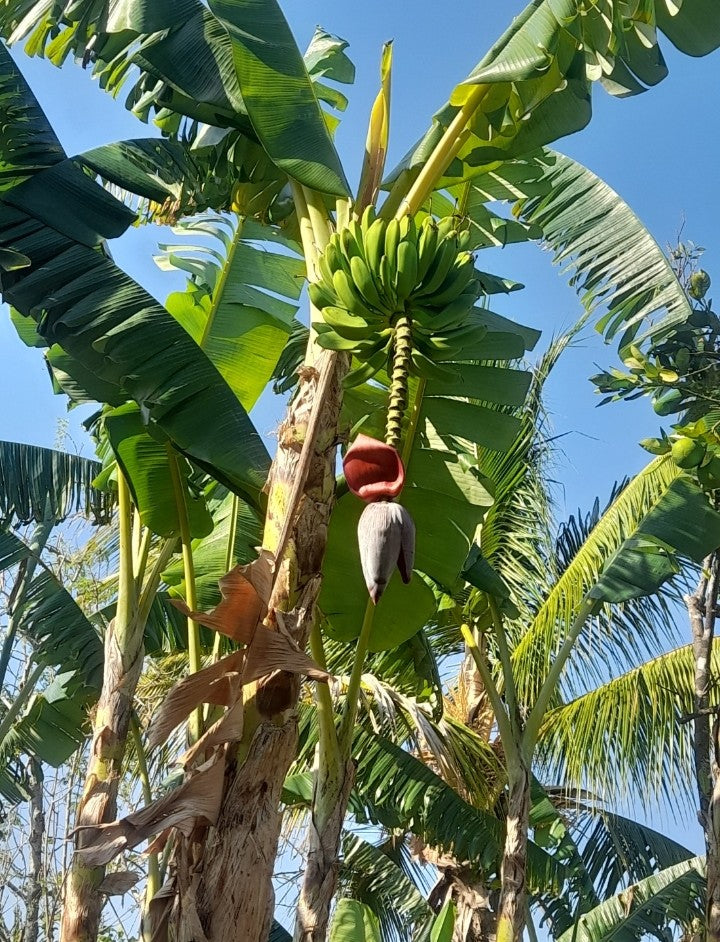 Terreno de 2.5 Manzanas en Venta en Coatepeque con 140 Árboles de Aguacate