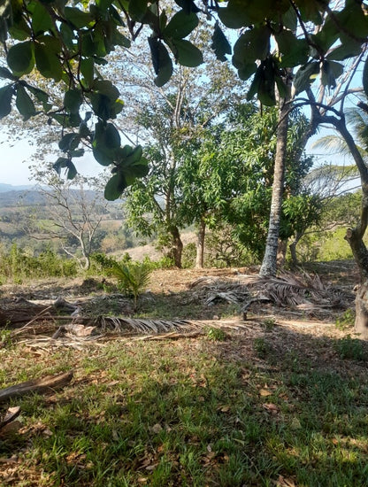 Terreno de 2.5 Manzanas en Venta en Coatepeque con 140 Árboles de Aguacate