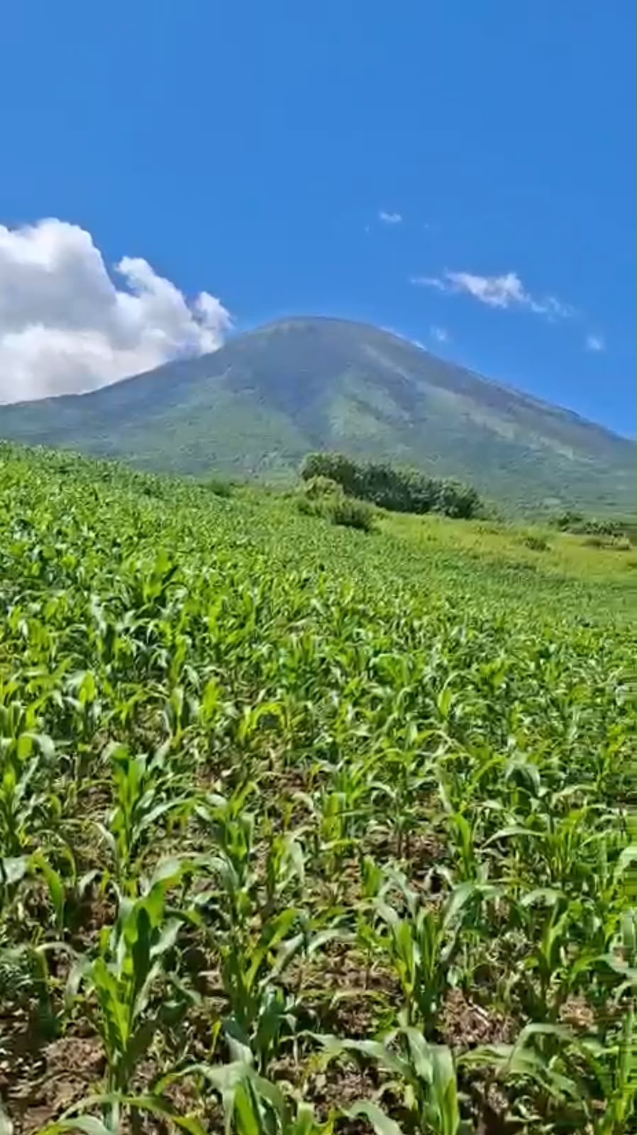 204 Manzanas Agrícolas en las Faldas del Volcán Chaparrastique | Con Nacimientos de Agua