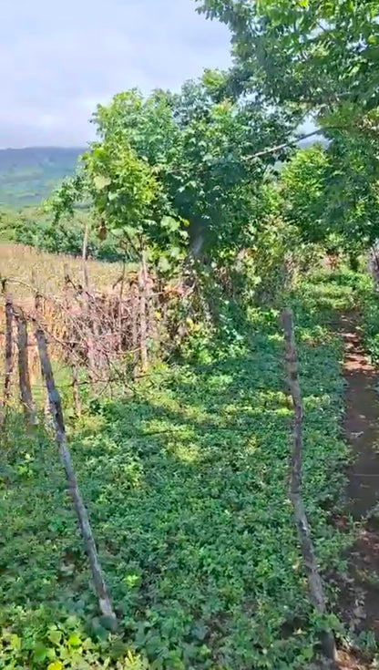 204 Manzanas Agrícolas en las Faldas del Volcán Chaparrastique | Con Nacimientos de Agua