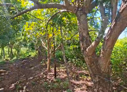 204 Manzanas Agrícolas en las Faldas del Volcán Chaparrastique | Con Nacimientos de Agua