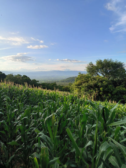 Finca Productiva de 63 Manzanas con Café de Altura, Casa de Campo, Agua Permanente y Energía Eléctrica