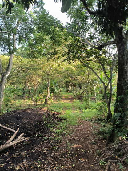 Finca Productiva de 63 Manzanas con Café de Altura, Casa de Campo, Agua Permanente y Energía Eléctrica