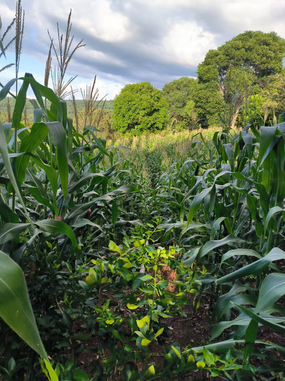 Finca Productiva de 63 Manzanas con Café de Altura, Casa de Campo, Agua Permanente y Energía Eléctrica