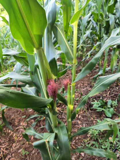 Finca Productiva de 63 Manzanas con Café de Altura, Casa de Campo, Agua Permanente y Energía Eléctrica