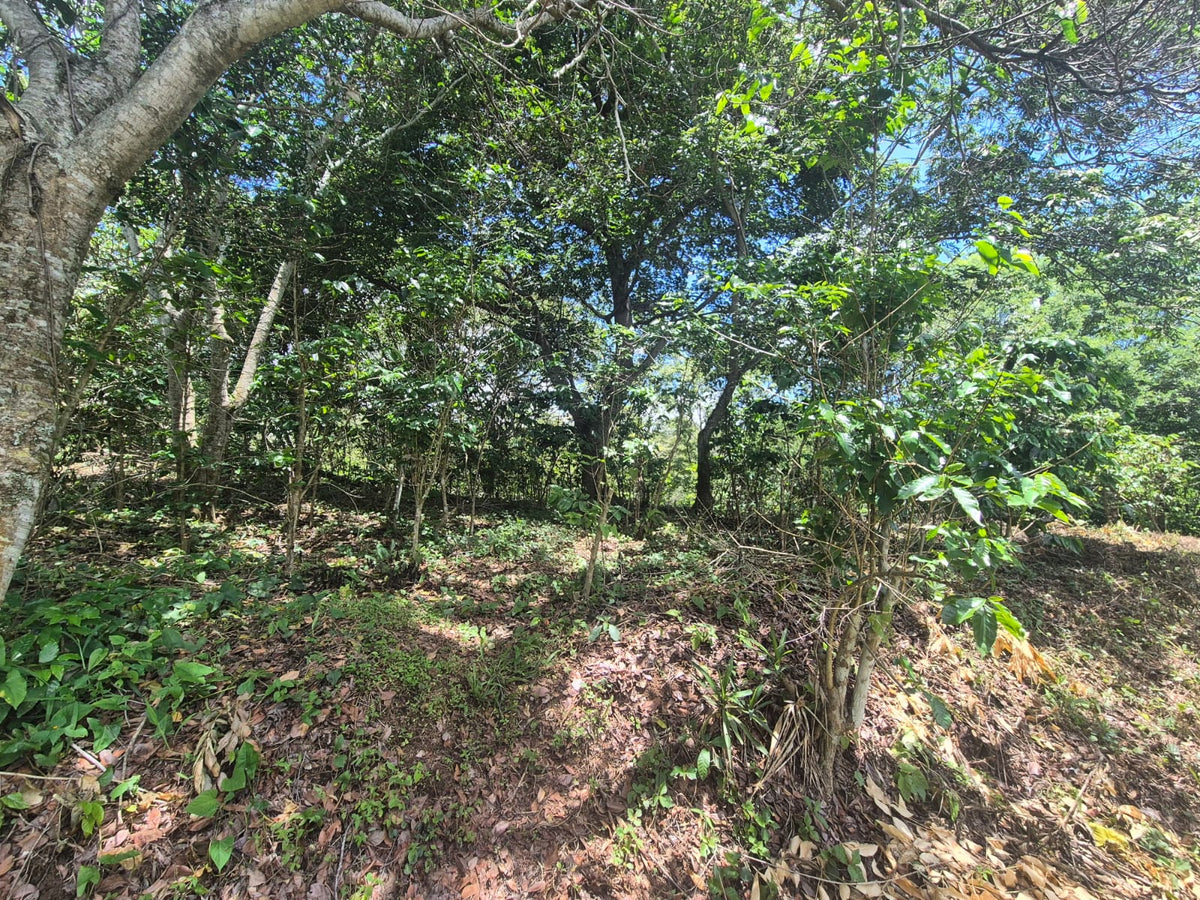 Terreno de 4,000 varas² en venta en Apaneca, Cantón Palo Verde – A 15 minutos de Laguna Verde
