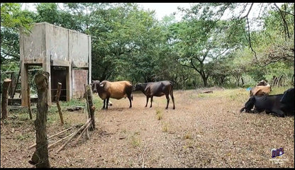 Finca Productiva en Venta | Zona del Volcán de Santa Ana
