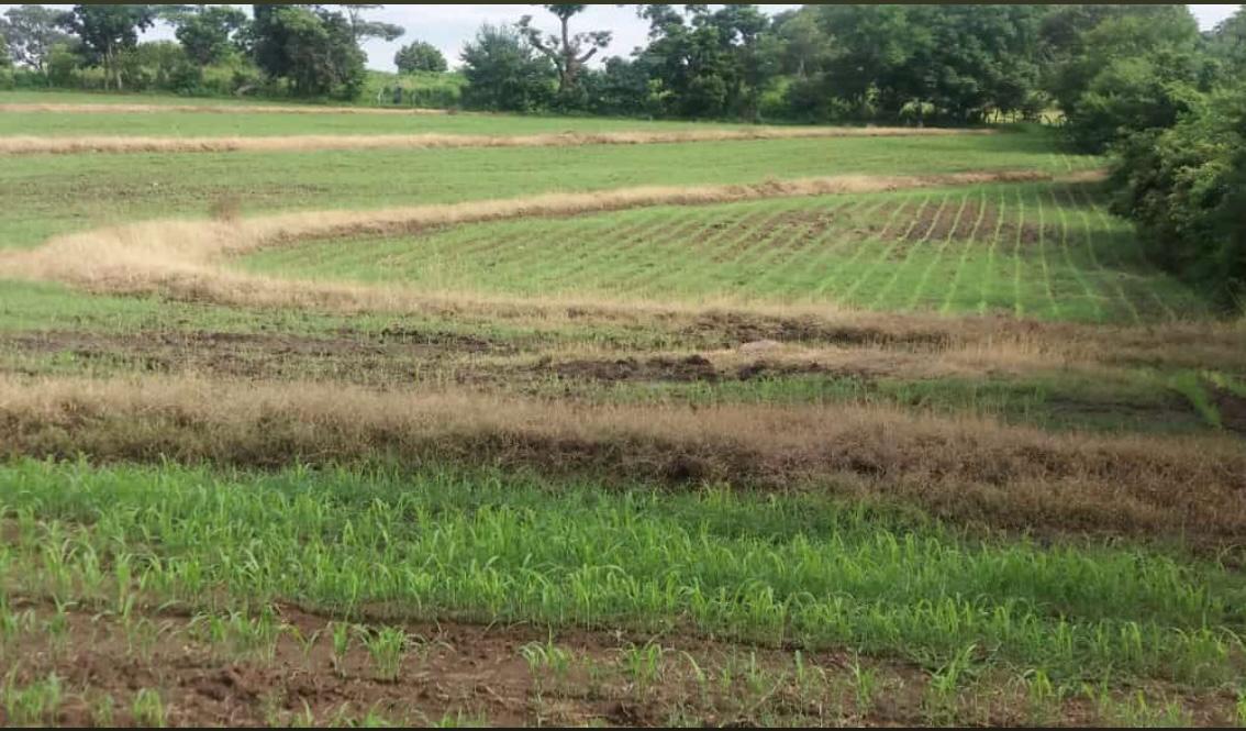 Finca Productiva en Venta | Zona del Volcán de Santa Ana