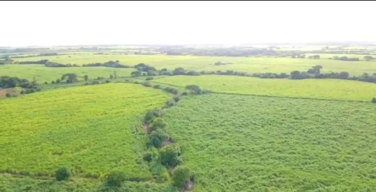 350 Manzanas de Caña en Venta en Sonsonate – Calle Litoral