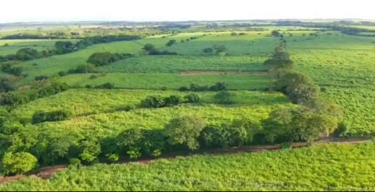 350 Manzanas de Caña en Venta en Sonsonate – Calle Litoral