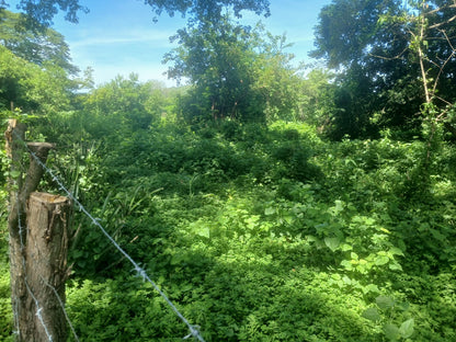 1350 Manzanas en Venta en Usulután – Tierra con Agua y Alto Potencial de Desarrollo
