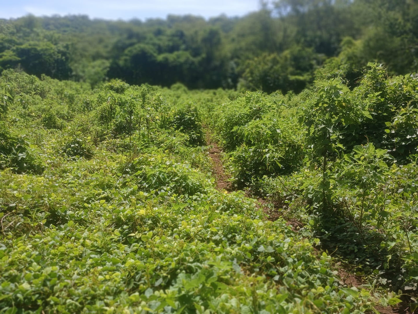 1350 Manzanas en Venta en Usulután – Tierra con Agua y Alto Potencial de Desarrollo