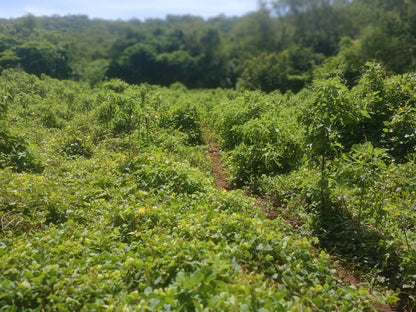 1350 Manzanas en Venta en Usulután – Tierra con Agua y Alto Potencial de Desarrollo