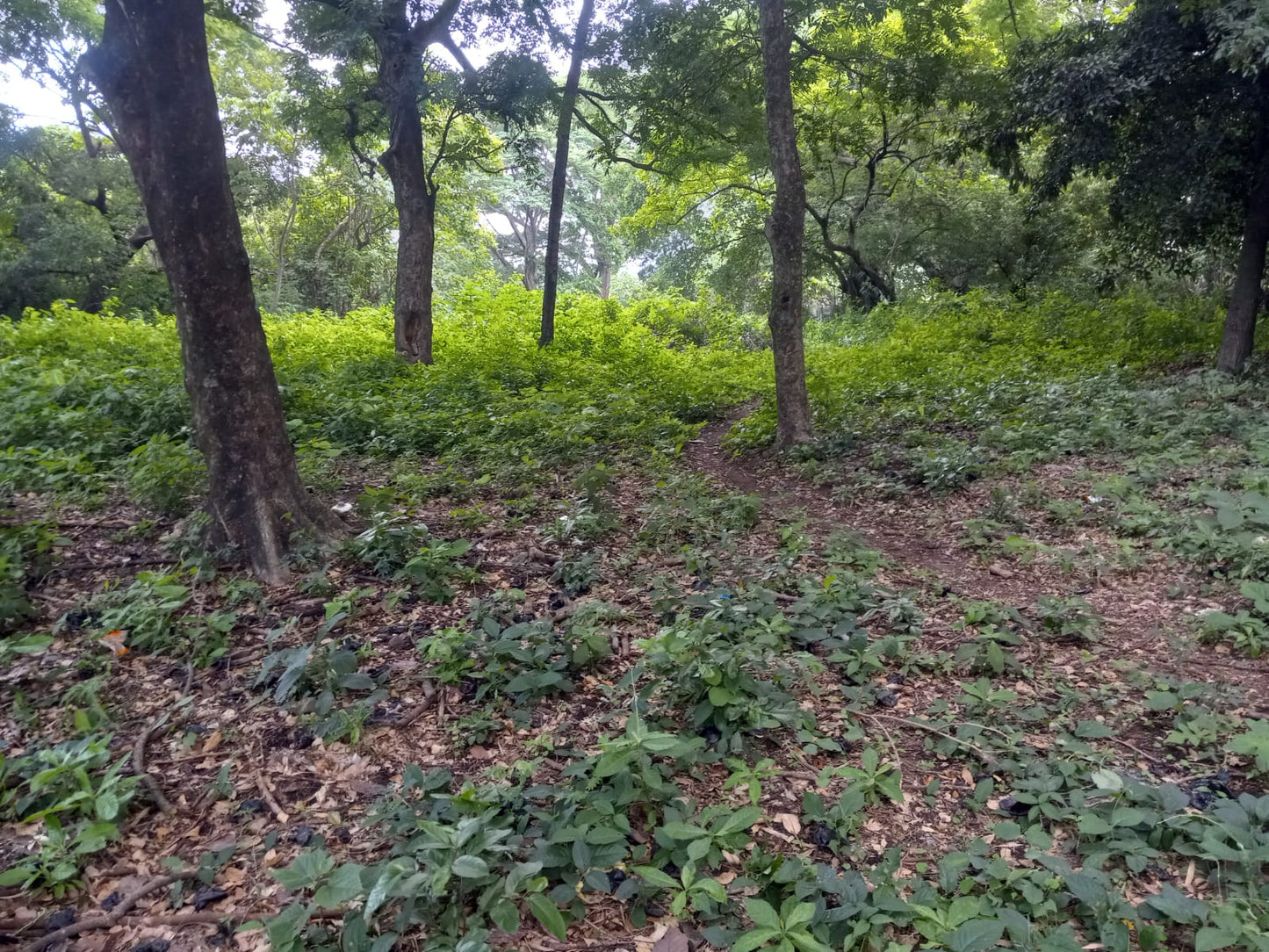 Terreno de 7 Manzanas en Venta | Colonia 14 de Diciembre