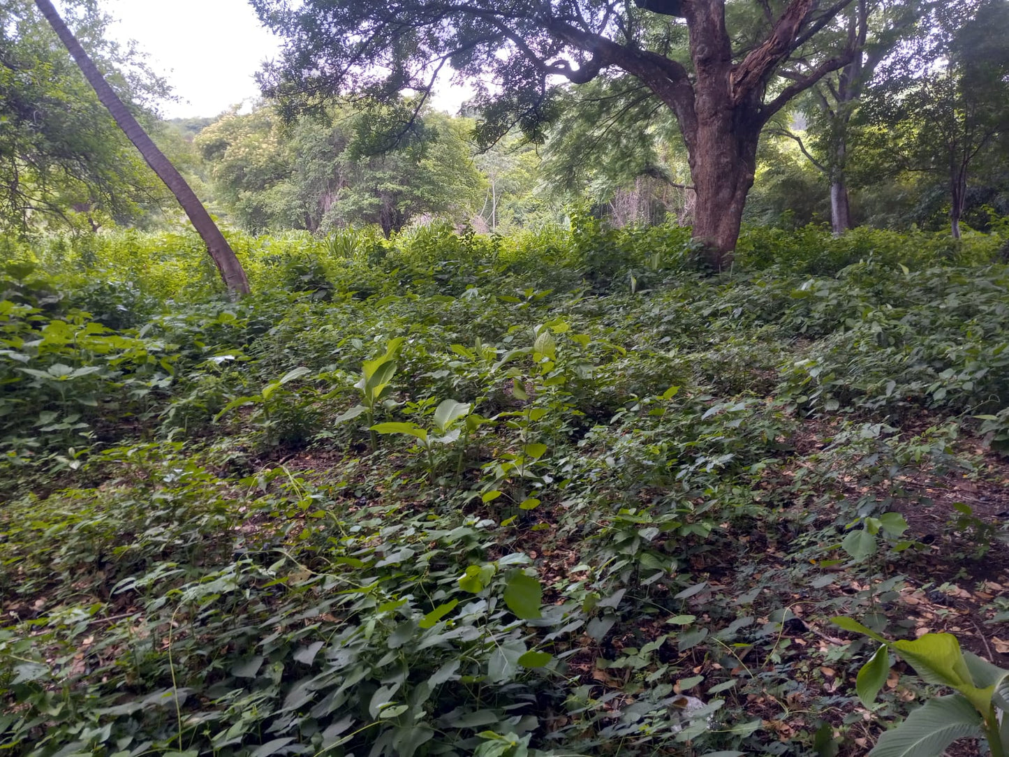 Terreno de 7 Manzanas en Venta | Colonia 14 de Diciembre