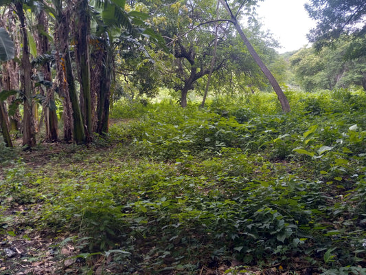 Terreno de 7 Manzanas en Venta | Colonia 14 de Diciembre