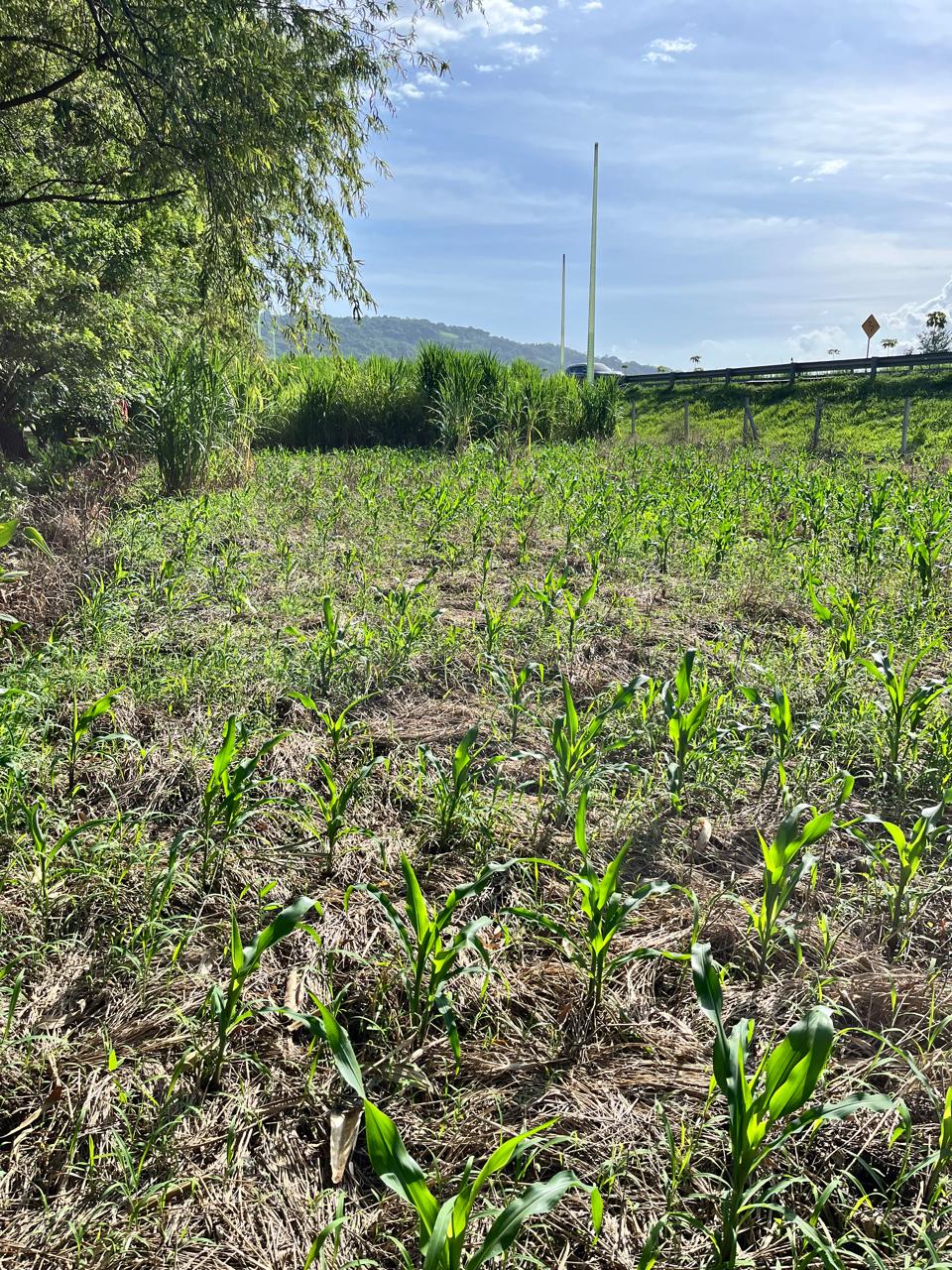 Terreno Estratégico en Venta Frente al Boulevard Claudia Lars | Ideal para Inversión y Desarrollo Comercial
