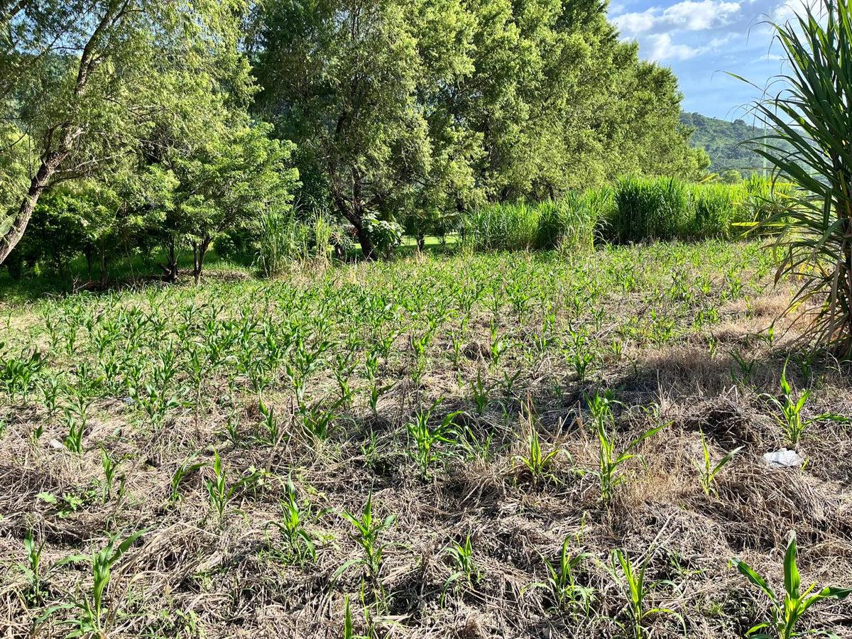 Terreno Estratégico en Venta Frente al Boulevard Claudia Lars | Ideal para Inversión y Desarrollo Comercial